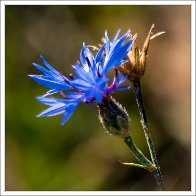 Cornflower 