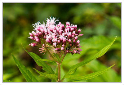 Eupatorium Cannabinum - Hemp Agrimony - Wasserdost