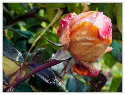 Withering Rosebud 