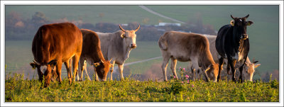 Zebu Cows