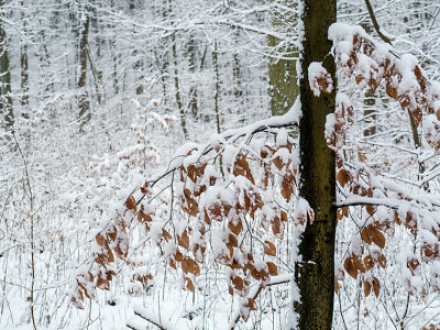 Beech Leaves with Snow