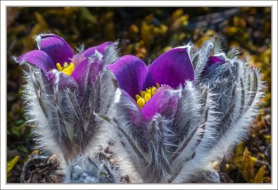 European Pasqueflower