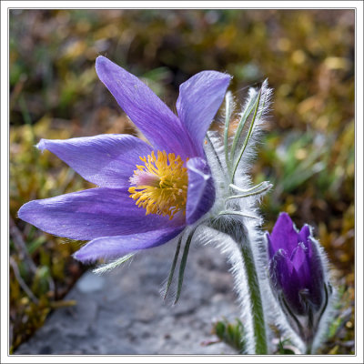 Pasque Flower