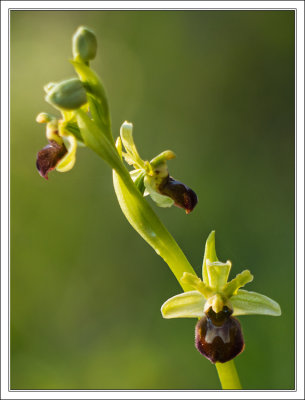 Early Spider-Orchid