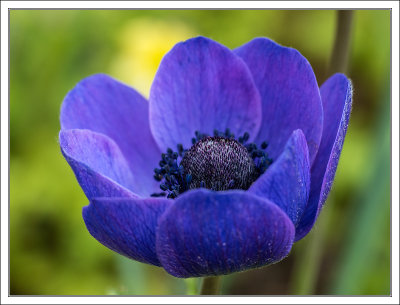 Blue Poppy