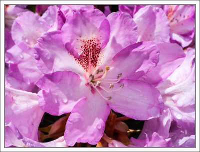 Rhododendron Inside
