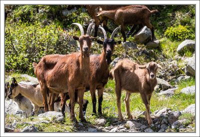 Goat Family