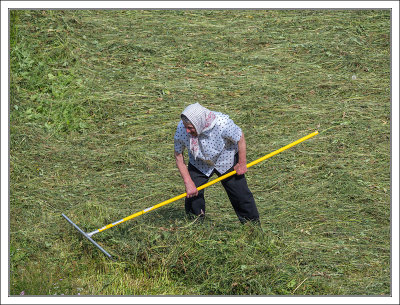 Making Hay as in the Olden Days