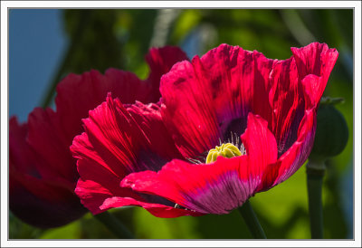 Mountain Poppy