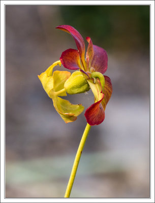 Sarracenia purpurea - Schlauchpflanze - Sweet pitcher plant