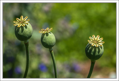 Poppy Seed Pods