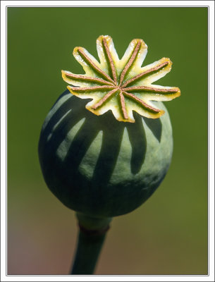 Poppy Seed Pod