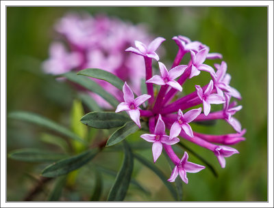 Mountain Daphne