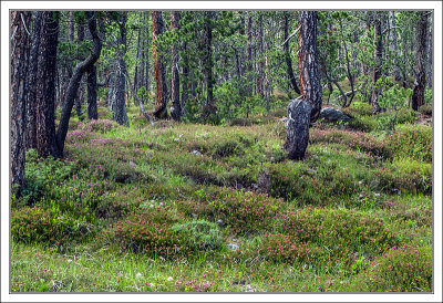 Mountain Pine Wood 