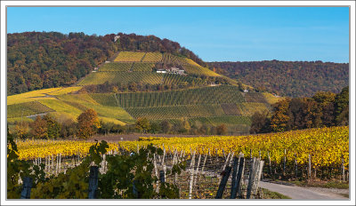 Vineyards at Stollberg in Handthal