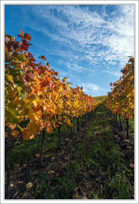 Rows of Vine