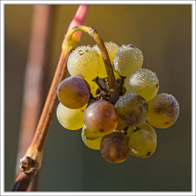 Some Forgotten Bacchus Grapes ..