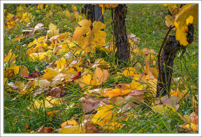 Fallen Vine Leaves
