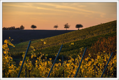 Evening above the vineyards