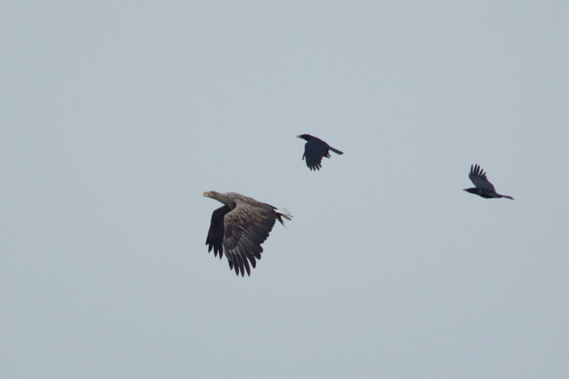 11-05-2013 vossemeer zeearend 3.jpg