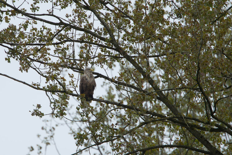 11-05-2013 bos zeearend.jpg