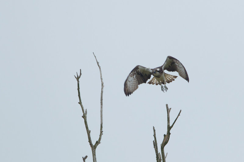 2013-05-17 visarend ijsselmonding 2.jpg
