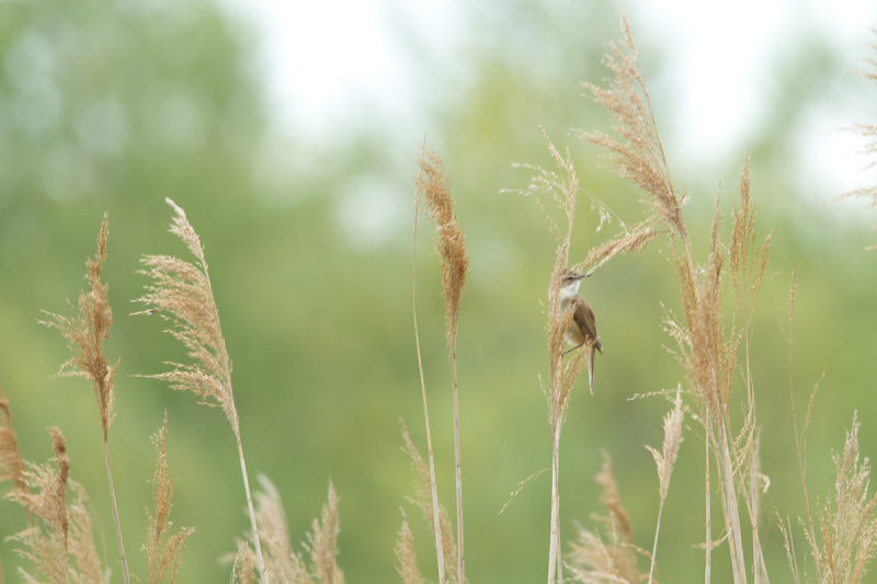 2013-05-17 grote kar ijsselmonding.jpg