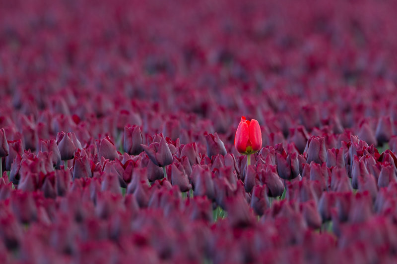 2013-05-  tulp nop 2.jpg