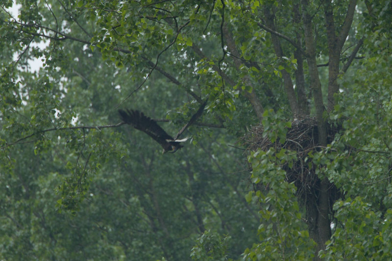 2013-05-30 bos zeearend 2.jpg