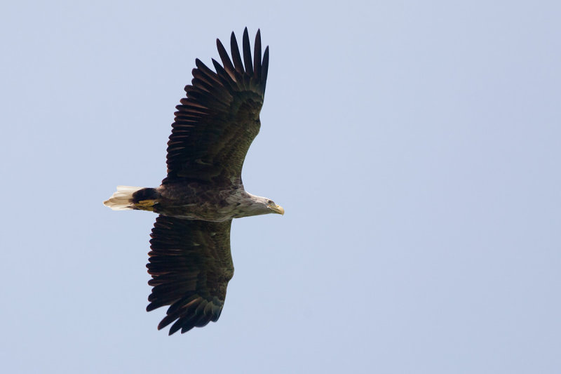 2013-05-31 zeearend vossemeerdijk 2.jpg