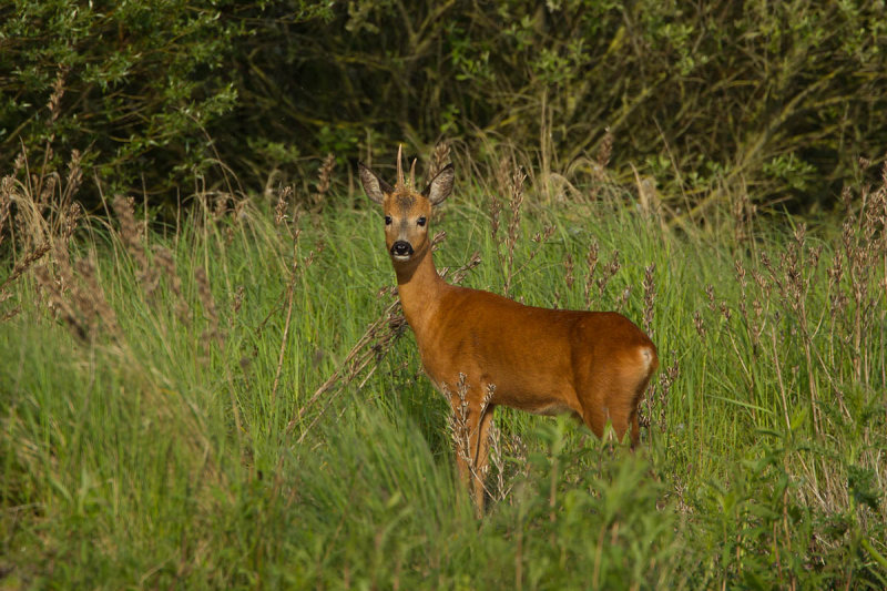 2013-05-28 ijsselmonding ree.jpg