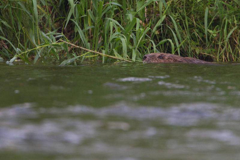 2013-06-18 regen bever 4.jpg