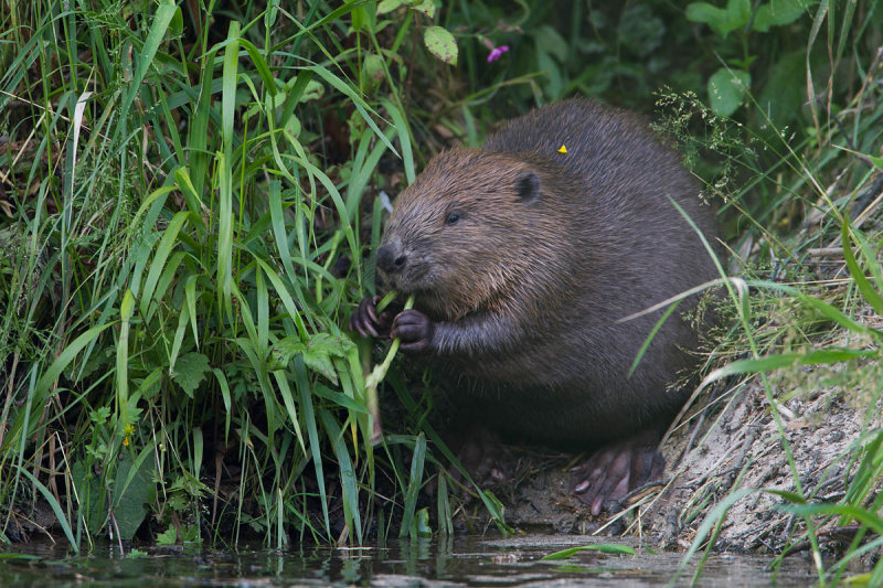 2013-06-18 regen bever 5.jpg
