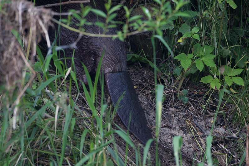 2013-06-18 regen bever 7.jpg
