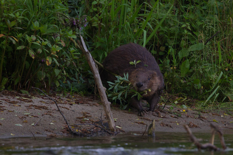 2013-06-18 regen bever.jpg