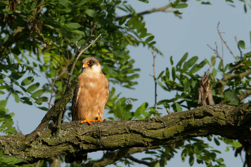 2013-06-06 hortobagy roodpootvalk 2.jpg