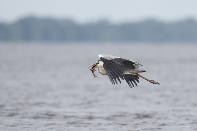 2013-06-27 reiger polen.jpg