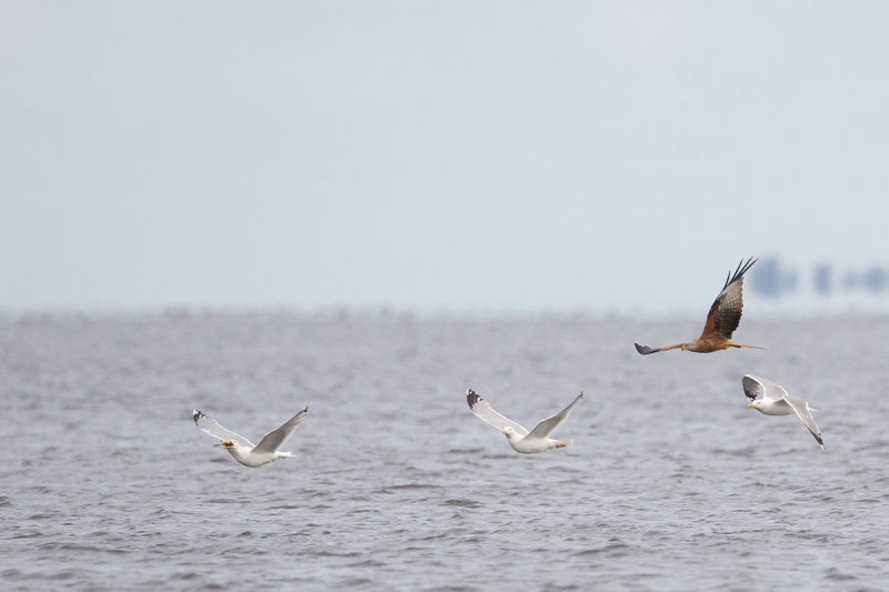 2013-06-27 rode wouw polen.jpg