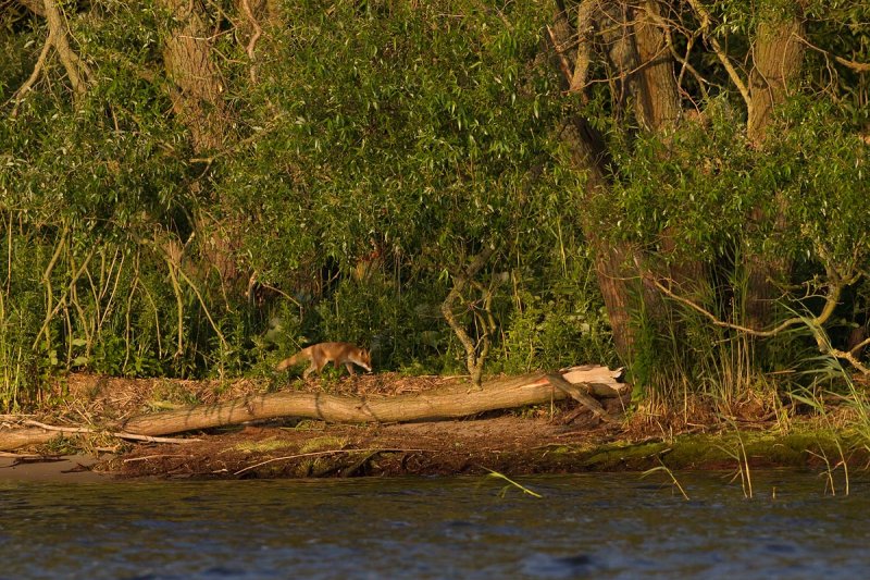 2013-06-27 vos polen.jpg