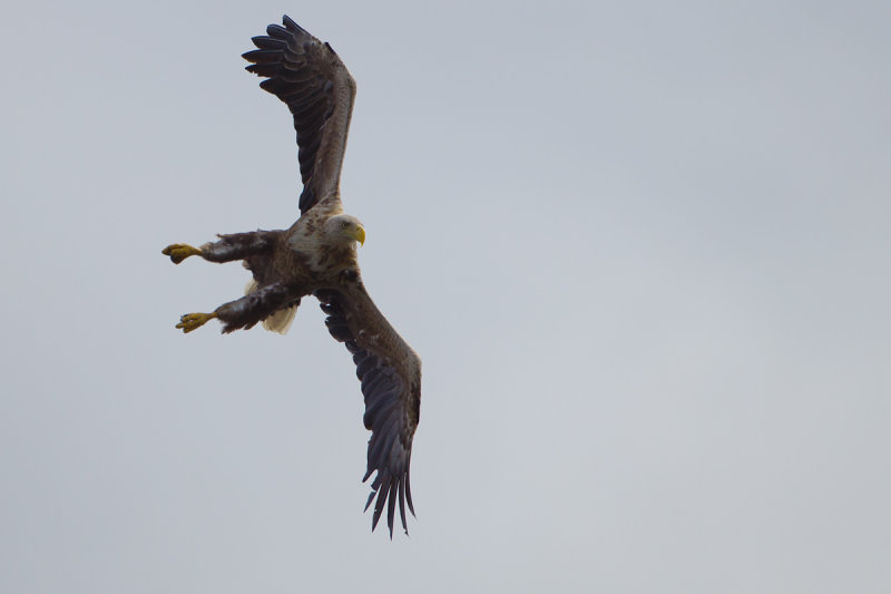 2013-06-27 zeearend polen 8.jpg