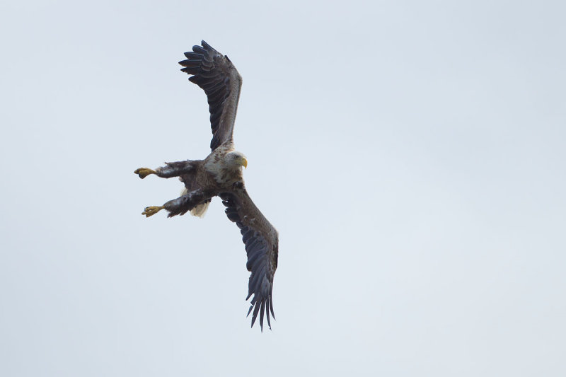 2013-06-27 zeearend polen 12.jpg