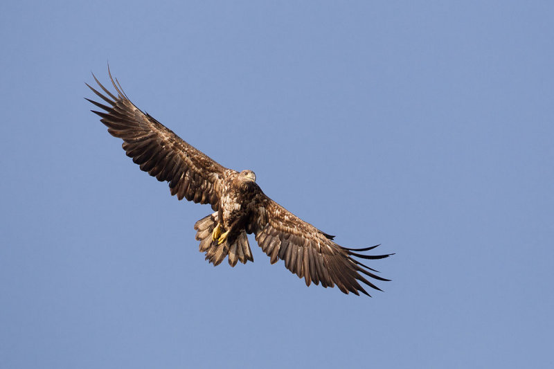 2013-06-27 zeearend polen 23.jpg