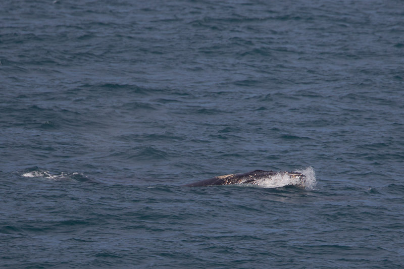 2013-09-13 bultrug brazil 10.jpg