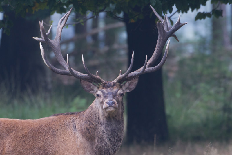 2013-09-25 veluwe edelhert 2.jpg