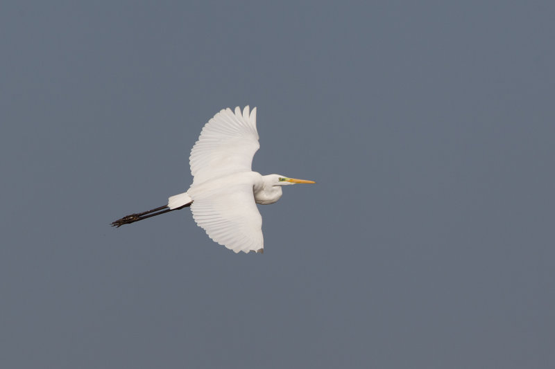2013-09-30 ijssel grote zilver.jpg