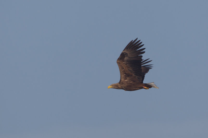 2013-10-7 zeearend ijsselmonding 4.jpg