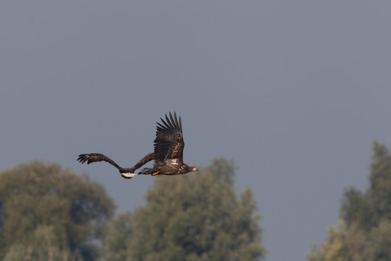 2013-10-7 zeearend ijsselmonding 6.jpg