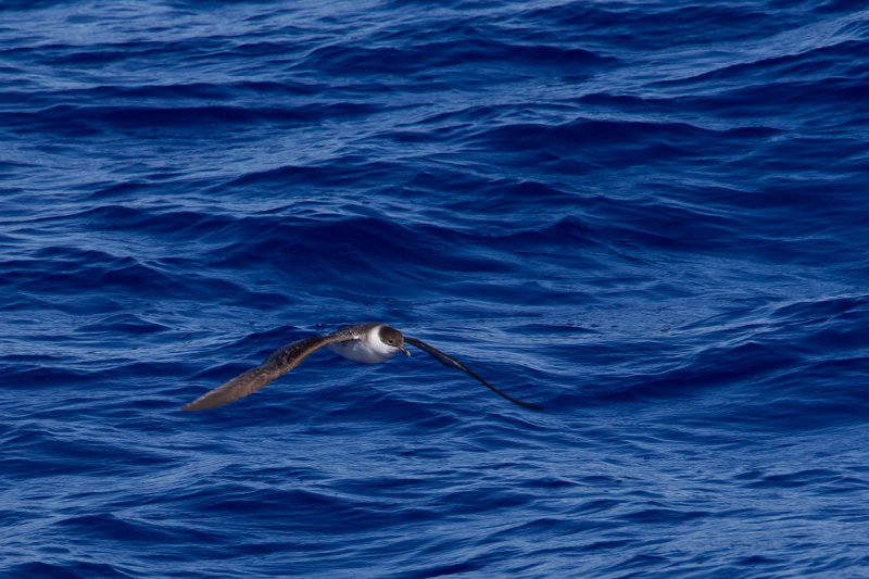 2013-09 11 grote pijlstormvogel 30n 3.jpg