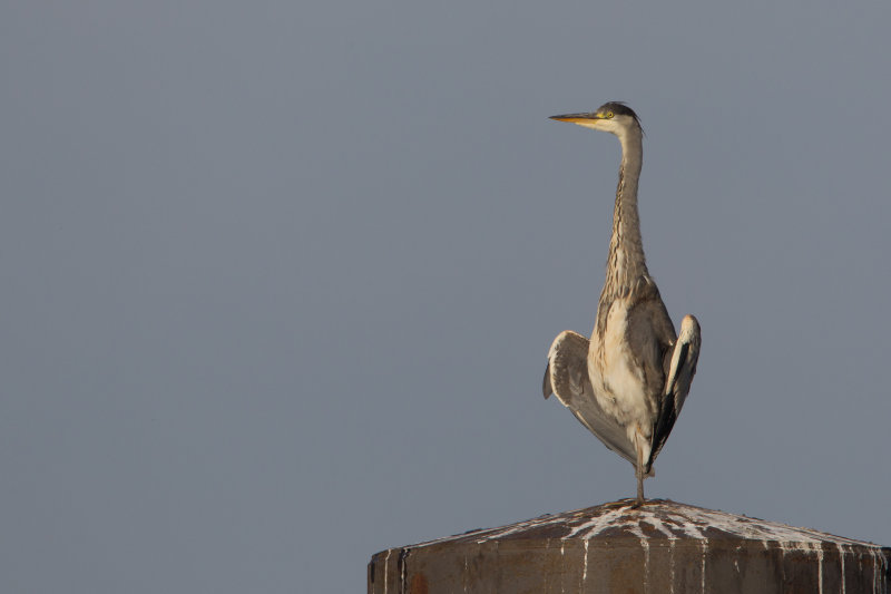 2013-10-16 ijssel blauwe reiger.jpg
