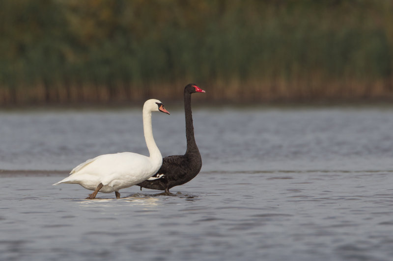 2013-10-16 ijsselmonding knobbelzwaan zwarte zwaan.jpg